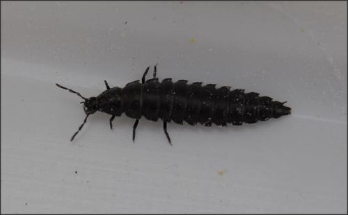 Ablattaria laevigata