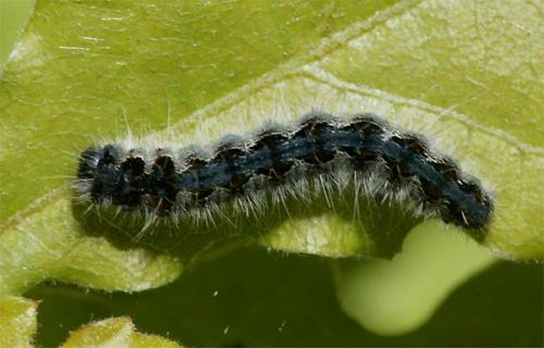 Eriogaster rimicola