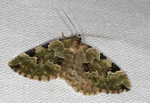 Colostygia pectinataria