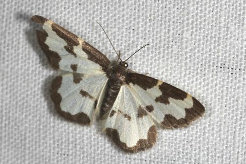 Réf. 102 075 : Lomaspilis marginata