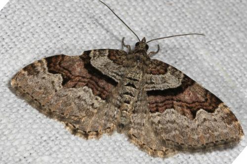 Réf. 102 077 : Xanthorhoe designata