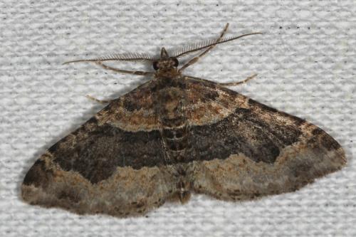 Réf. 102 082 : Xanthorhoe ferrugata