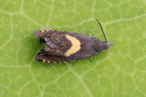 Réf. 102 379 : Dichrorampha sp.