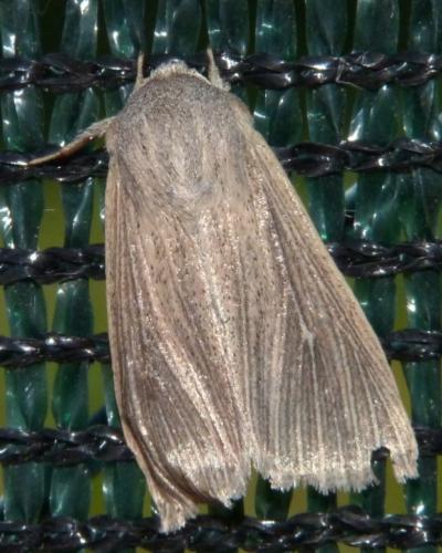 Mythimna congrua