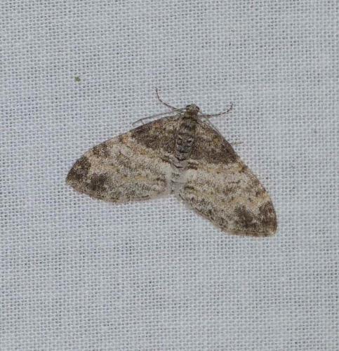 Réf. 102 009 : Lobophora halterata
