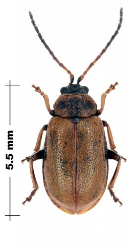 Réf. 102 199 : Lochmaea capreae