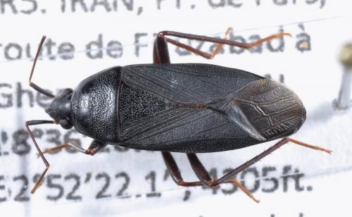 Réf. 102 337 : Lethaeus picipes