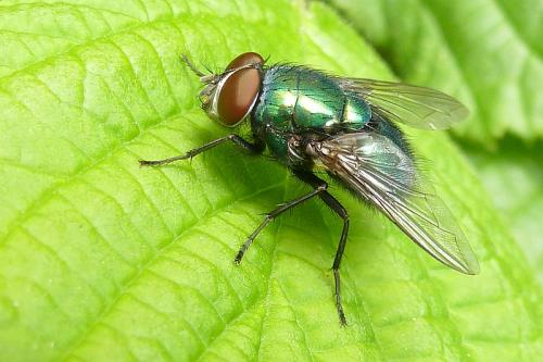 Lucilia sp.