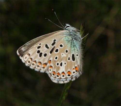 Réf. 102 047 : Polyommatus bellargus