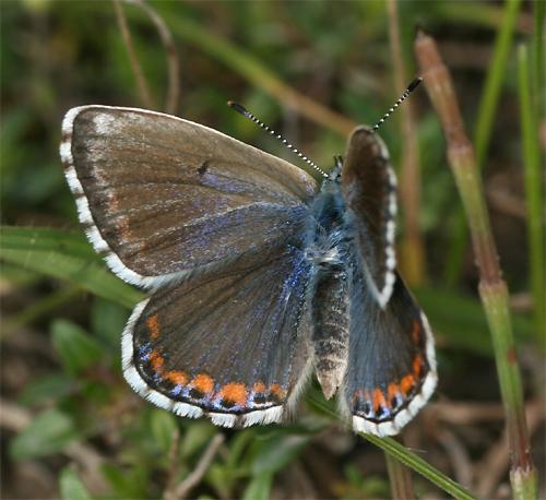 Réf. 102 052 : Polyommatus bellargus