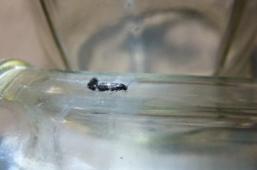 Elachista apicipunctella