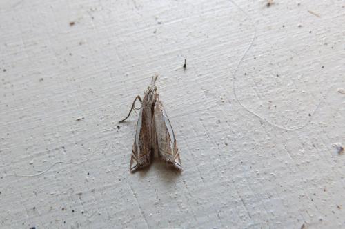 Réf. 102 676 : Crambus pascuella