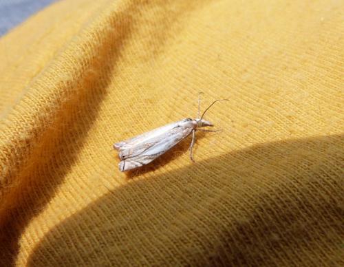 Réf. 102 745 : Crambus pascuella