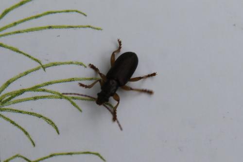 Réf. 102 088 : Plateumaris sp.