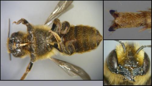 Réf. 102 013 : Megachile ericetorum