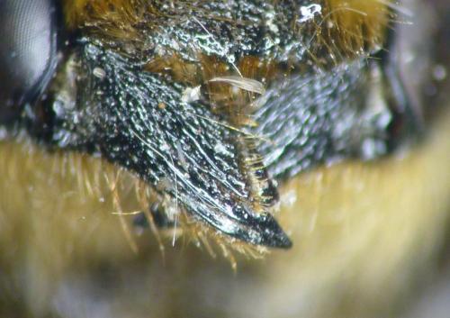 Chalicodoma sp.