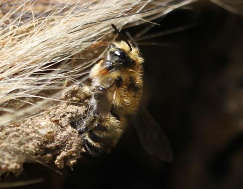Megachile sp.