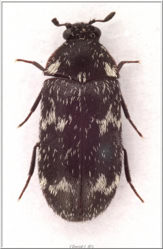 Megatoma undata