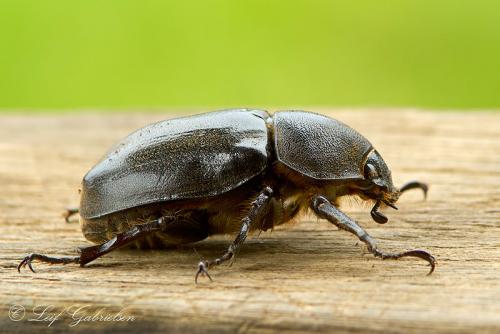 Xylotrupes pubescens