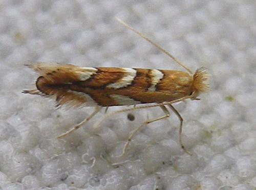 Phyllonorycter muelleriella