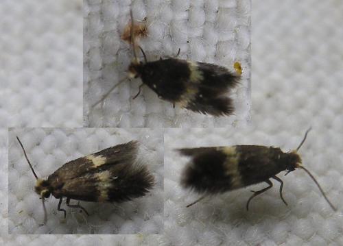 Réf. 102 098 : Stigmella sp.