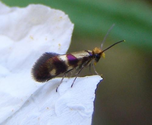 Réf. 102 201 : Micropterix aglaella