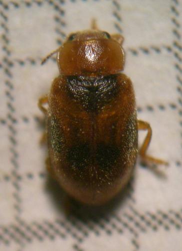 Coccidula scutellata