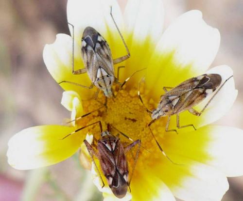 Réf. 102 374 : Closterotomus histrio histrio