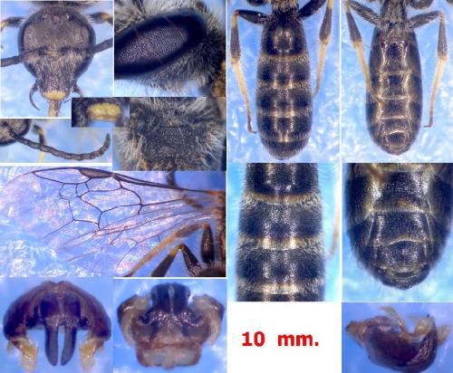 Réf. 102 882 : Lasioglossum sp.