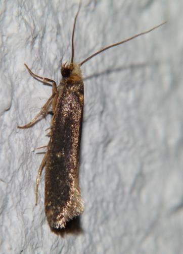 Monopis sp.