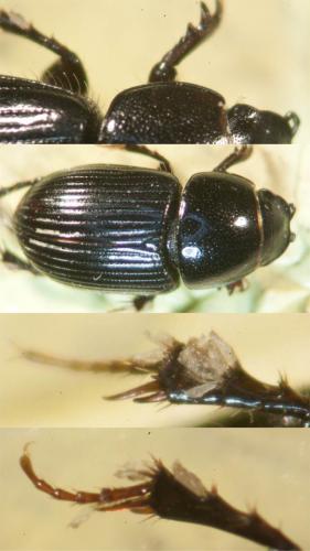 Esymus pusillus