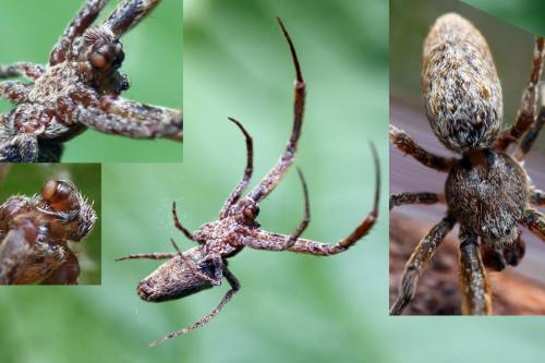 Uloborus plumipes