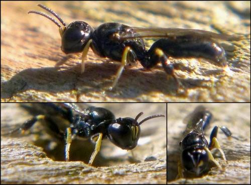 Crossocerus podagricus
