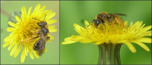 Andrena fulvago