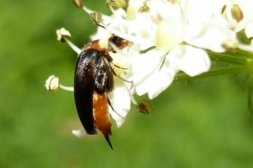 Mordellochroa abdominalis
