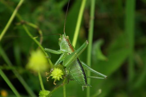 Réf. 102 855 : Tettigonia viridissima