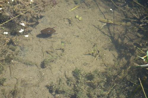 Réf. 102 856 : Hydrophilus sp.