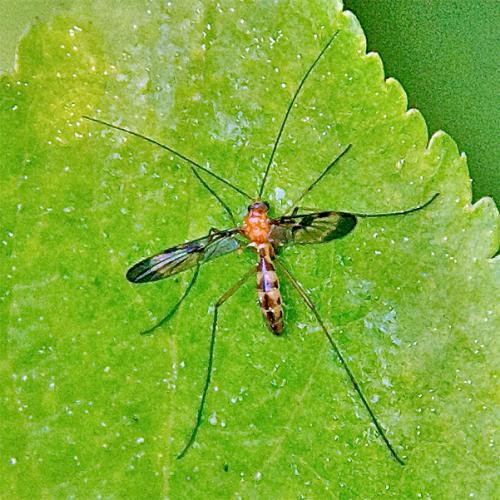 Réf. 102 707 : Macrocera sp.