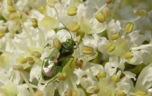 Réf. 102 527 : Orthops campestris