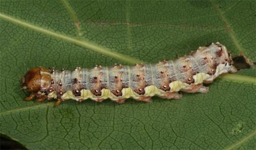 Dryobota labecula