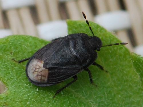 Réf. 102 350 : Ochetostethus tarsalis