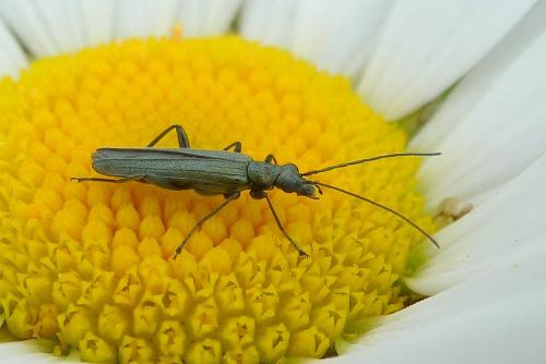 Oedemera sp.
