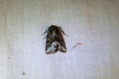 Oligia sp.