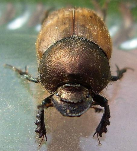 Onthophagus coenobita