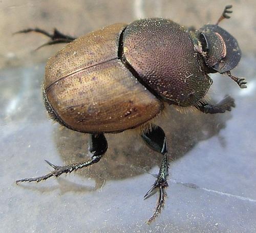 Onthophagus coenobita