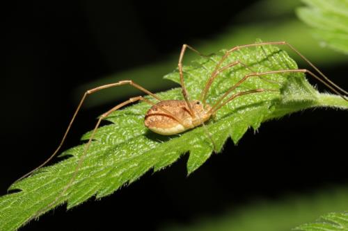Réf. 102 473 : Rilaena triangularis