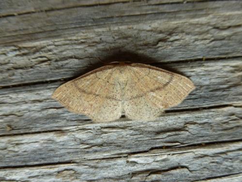 Réf. 102 274 : Cyclophora ruficiliaria