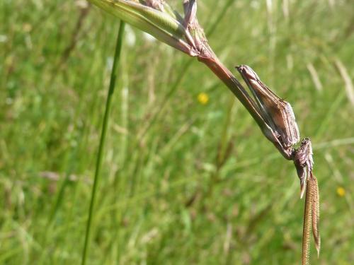 Réf. 102 437 : Empusa pennata