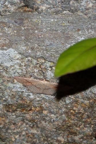 Cyclophora punctaria