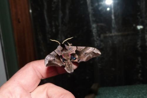 Smerinthus ocellata